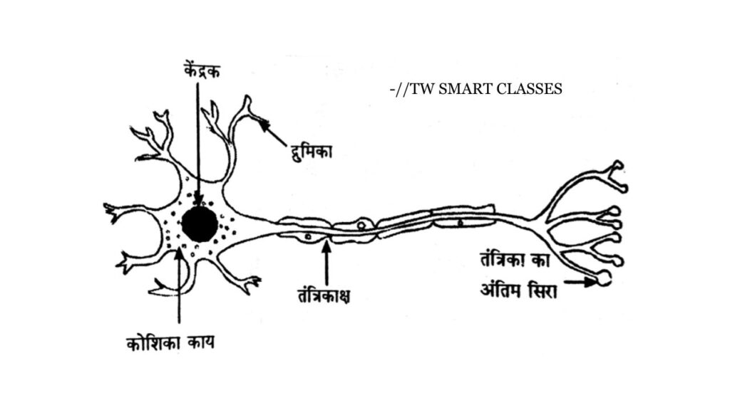 Jac Board Class 9 Science Chapter 6 ऊतक