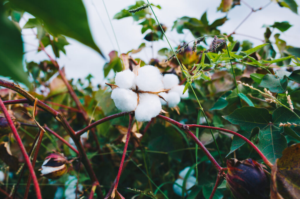 bunch white cotton branch