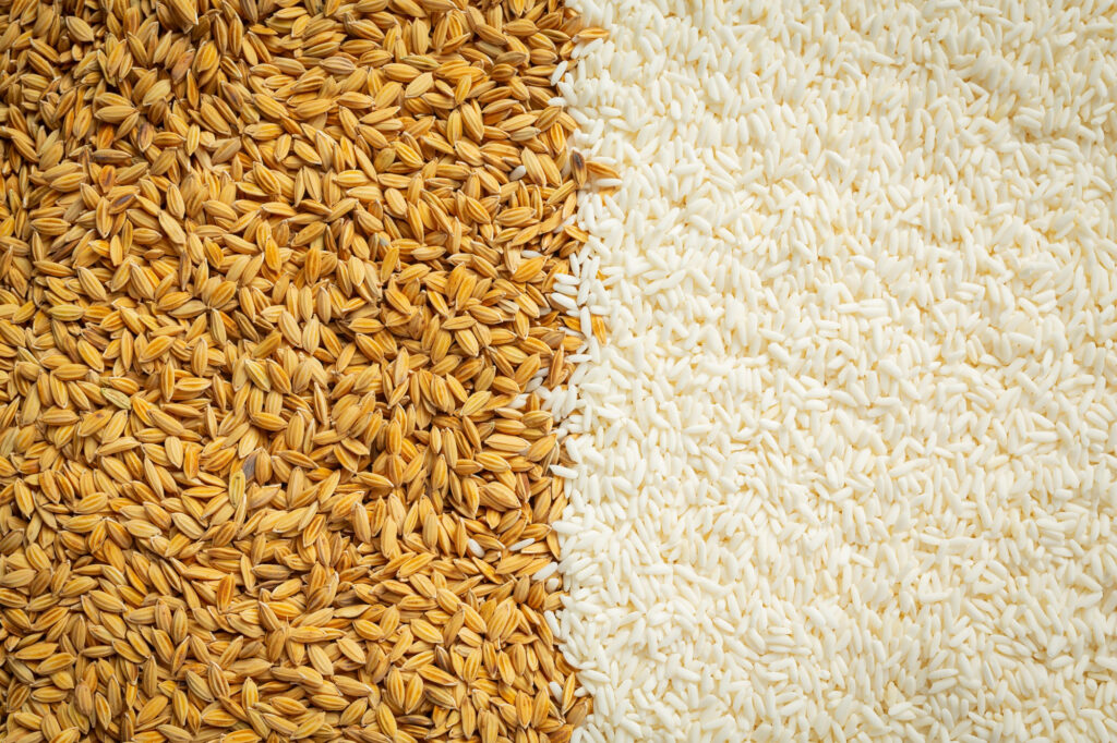 paddy rice white rice wallpaper details