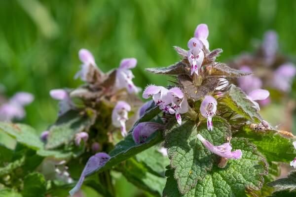 25 Medicinal Herbs to Look For in Your Backyard