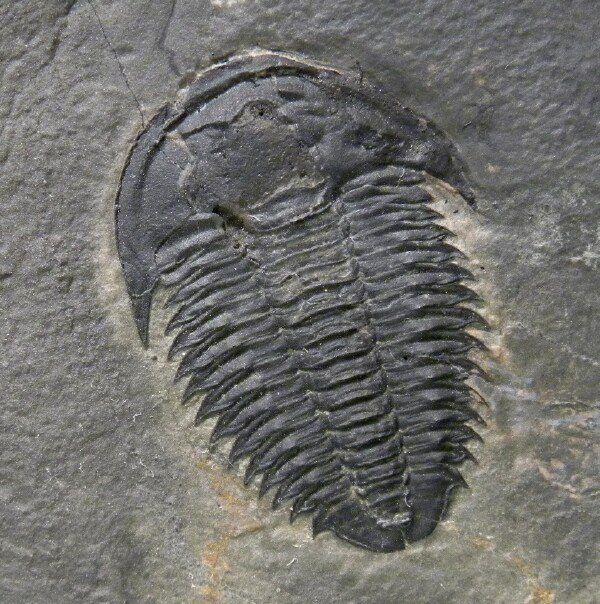 Marjumia Trilobite