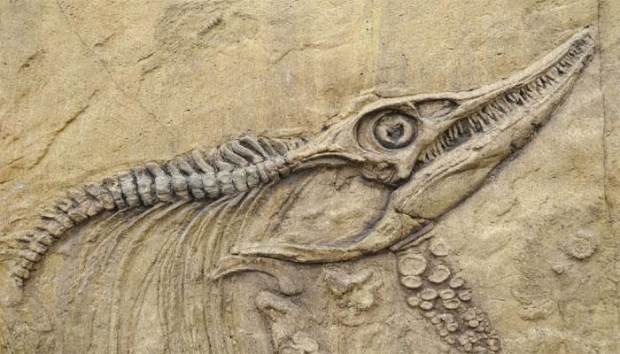 New dinosaur fossil found in Japan