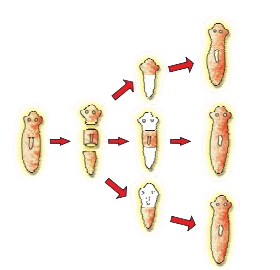 planaria removebg preview